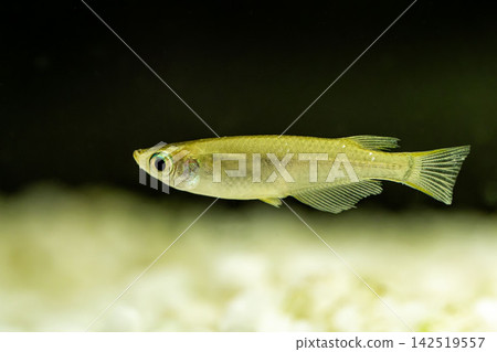 青鱂魚在黑色背景的魚缸中游泳 142519557