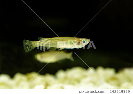 青鱂魚在黑色背景的魚缸中游泳 青鱂魚在黑色背景的魚缸中游泳 142519559