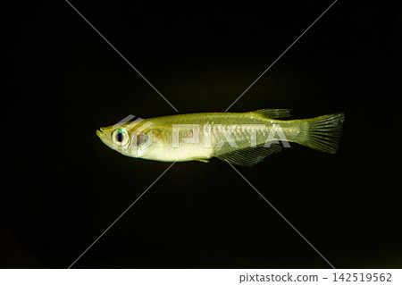 青鱂魚在黑色背景的魚缸中游泳 142519562