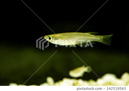 青鱂魚在黑色背景的魚缸中游泳 142519563