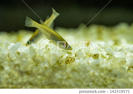 青鱂魚在黑色背景的魚缸中游泳 142519571