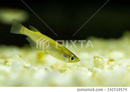 青鱂魚在黑色背景的魚缸中游泳 142519574