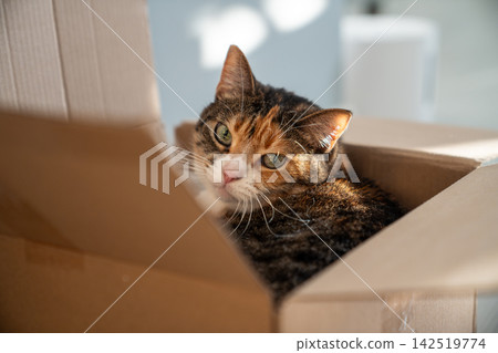 Calico cat rests inside favorite cardboard box and calmly watches room from cozy hiding place Calico cat rests inside favorite cardboard box and calmly watches room from cozy hiding place 142519774