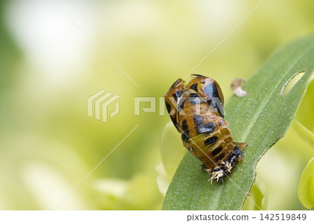 Ladybug exoskeleton Ladybug exoskeleton 142519849