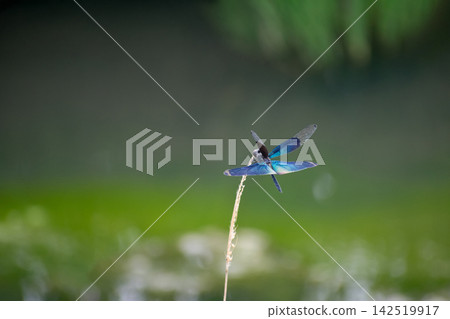 蝴蝶蜻蜓 蝴蝶蜻蜓 142519917