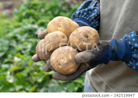 A woman holds potatoes harvested from her home garden in both hands (July) - Potato harvest A woman holds potatoes harvested from her home garden in both hands (July) - Potato harvest 142519947