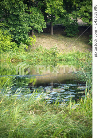 Still Pond Reflecting Lush Green Forest Foliage on Sunny Summer Day in Natural Park Still Pond Reflecting Lush Green Forest Foliage on Sunny Summer Day in Natural Park 142519996