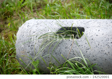 Green Grass Growing Through Hole in Textured Concrete Pipe Resting on Rural Grassland Meadow Green Grass Growing Through Hole in Textured Concrete Pipe Resting on Rural Grassland Meadow 142520001