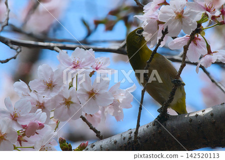 用櫻桃蜂蜜做飯 142520113