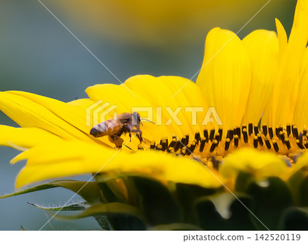 Honeybees sucking sunflower nectar Honeybees sucking sunflower nectar 142520119