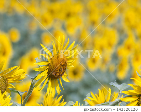 Sunflower field Sunflower field 142520120