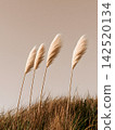 Pampas Grass Plumes Against Neutral Sky 142520134