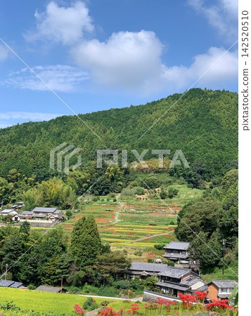 初秋鄉村景色：綠色的梯田和盛開的紅色彼岸花。 142520510