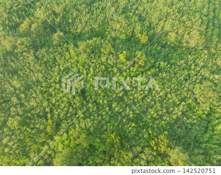 Drone view of lush rubber tree plantation and surrounding green forest canopy in tropical countryside. Ecosystem restoration, sustainability, carbon sequestration and resilient climate solutions. Drone view of lush rubber tree plantation and surrounding green forest canopy in tropical countryside. Ecosystem restoration, sustainability, carbon sequestration and resilient climate solutions. 142520751