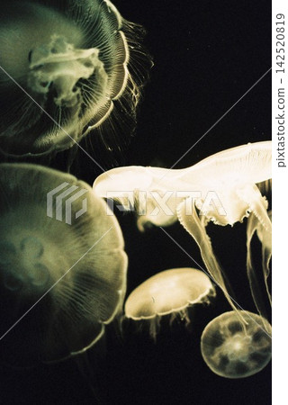漂浮在水箱的水母 142520819