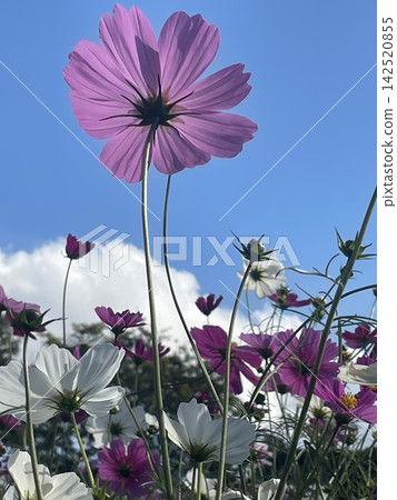 發光在藍天的波斯菊 發光在藍天的波斯菊 142520855