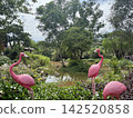 越南富國島珍珠島野生動物園，一群火烈鳥和水邊景色。 142520858