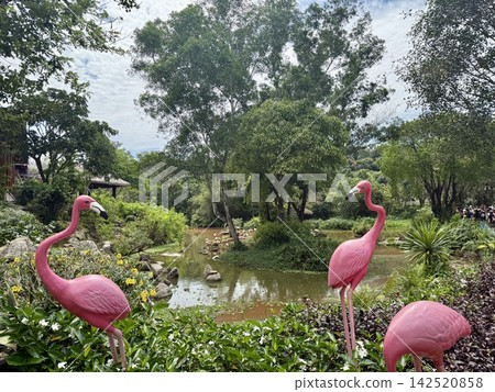 A flock of flamingos and a waterside scene at Vinpearl Safari on Phu Quoc Island, Vietnam. A flock of flamingos and a waterside scene at Vinpearl Safari on Phu Quoc Island, Vietnam. 142520858