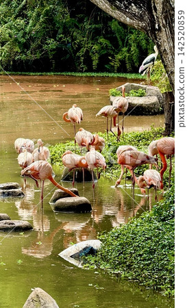 越南富國島珍珠島野生動物園，一群火烈鳥和水邊景色。 142520859