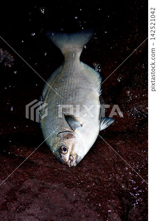 The rudderfish is a reef fish that closely resembles the Japanese sea bass. The rudderfish is a reef fish that closely resembles the Japanese sea bass. 142521042