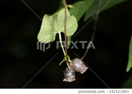 繁殖 繁殖 142521063