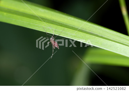 白紋伊蚊 白紋伊蚊 142521082