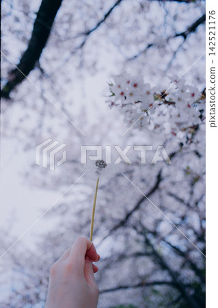 A woman's hand holding a dandelion seed, surrounded by cherry blossoms. A woman's hand holding a dandelion seed, surrounded by cherry blossoms. 142521176