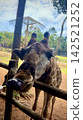 在越南富國島動物園餵長頸鹿 142521252