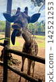 在越南富國島動物園餵長頸鹿 142521253