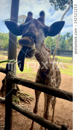 在越南富國島動物園餵長頸鹿 在越南富國島動物園餵長頸鹿 142521253