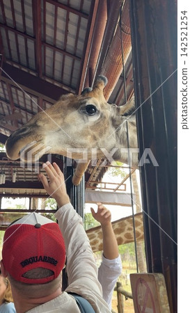 A tourist enjoying a close-up animal experience at a zoo on Phu Quoc Island, Vietnam, feeding giraffes. A tourist enjoying a close-up animal experience at a zoo on Phu Quoc Island, Vietnam, feeding giraffes. 142521254