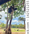 在越南富國島動物園，您可以享受餵長頸鹿和近距離接觸動物的樂趣。 142521255