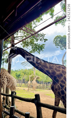在越南富國島動物園,您可以享受餵長頸鹿和近距離接觸動物的樂趣。 在越南富國島動物園,您可以享受餵長頸鹿和近距離接觸動物的樂趣。 142521256