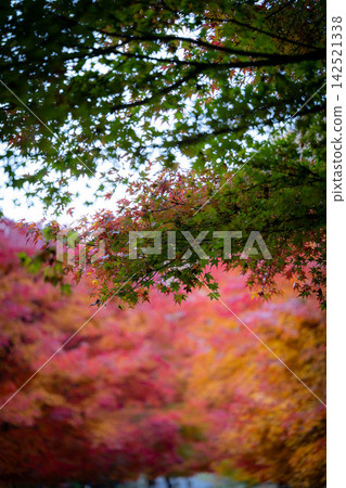 [Autumn foliage material] Autumn leaves at Momiji Lake in Minowa Town [Nagano Prefecture] 142521338