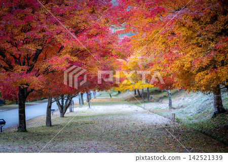 [Autumn foliage material] Autumn leaves at Momiji Lake in Minowa Town [Nagano Prefecture] 142521339