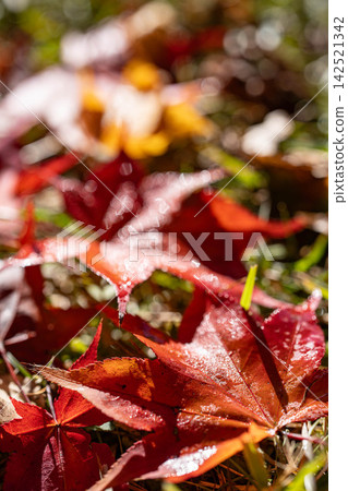 [Autumn foliage material] Autumn leaves at Momiji Lake in Minowa Town [Nagano Prefecture] 142521342
