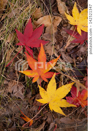 [Autumn foliage material] Autumn leaves at Momiji Lake in Minowa Town [Nagano Prefecture] 142521347