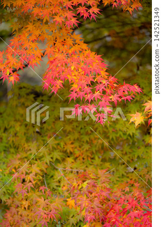 [Autumn foliage material] Autumn leaves at Momiji Lake in Minowa Town [Nagano Prefecture] 142521349