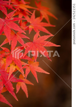 [Autumn foliage material] Autumn leaves at Momiji Lake in Minowa Town [Nagano Prefecture] 142521351