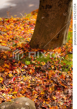 [Autumn foliage material] Autumn leaves at Momiji Lake in Minowa Town [Nagano Prefecture] 142521354