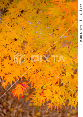 [Autumn foliage material] Autumn leaves at Momiji Lake in Minowa Town [Nagano Prefecture] 142521356