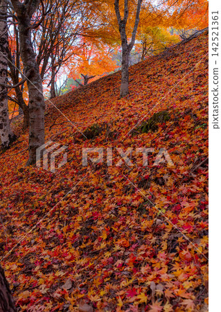 [Autumn foliage material] Autumn leaves at Momiji Lake in Minowa Town [Nagano Prefecture] 142521361