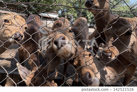 A deer A deer 142521526