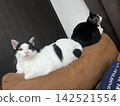Hachiware brothers 142521554