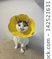Doesn't it look like a flower? 142521631