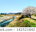 Under the clear spring sky, the Somei Yoshino cherry blossoms bloom beautifully on the riverbank. 142521842