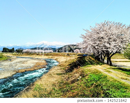 Under the clear spring sky, the Somei Yoshino cherry blossoms bloom beautifully on the riverbank. Under the clear spring sky, the Somei Yoshino cherry blossoms bloom beautifully on the riverbank. 142521842