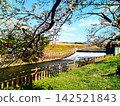 Cherry blossoms blooming on the riverbank, under the Somei Yoshino cherry trees. 142521843