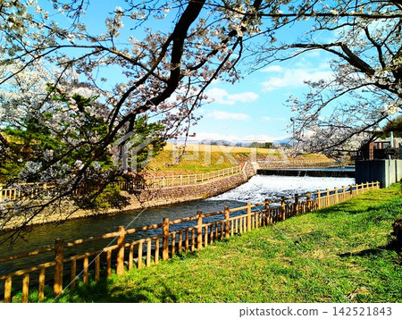Cherry blossoms blooming on the riverbank, under the Somei Yoshino cherry trees. Cherry blossoms blooming on the riverbank, under the Somei Yoshino cherry trees. 142521843