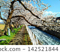 Cherry blossoms in full bloom and a walking path along the river. 142521844